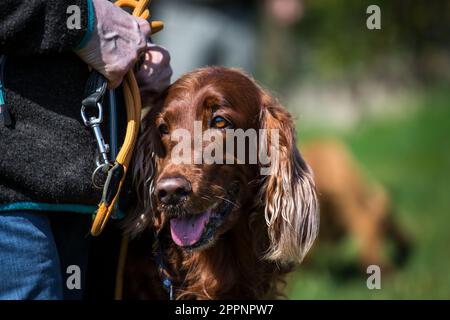 Irish Red Setter Stockfoto