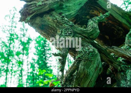 Die Überreste eines trockenen Baumes, die verrotteten grauen Wurzeln. Alte trockene Wurzelbäume fielen aus dem Boden Stockfoto