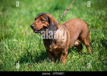 Alpine Dachsbracke, alpenländische Dachsbracke Stockfoto