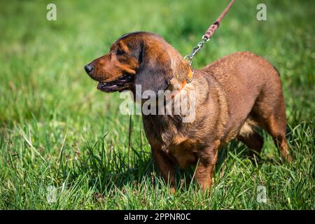 Alpine Dachsbracke, alpenländische Dachsbracke Stockfoto