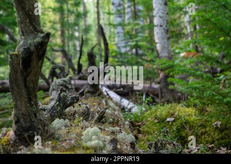 Die Überreste eines trockenen Baumes, die verrotteten grauen Wurzeln. Alte trockene Wurzelbäume fielen aus dem Boden. Stockfoto