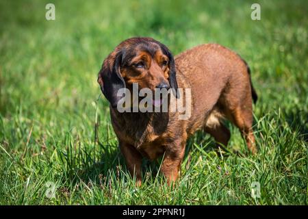 Alpine Dachsbracke, alpenländische Dachsbracke Stockfoto