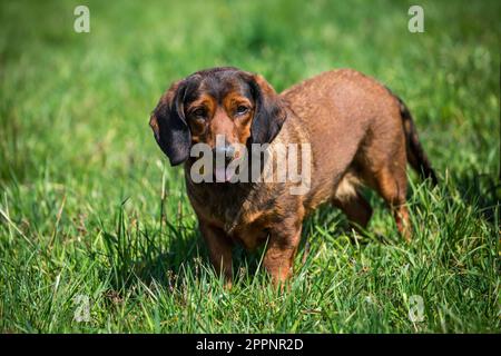 Alpine Dachsbracke, alpenländische Dachsbracke Stockfoto