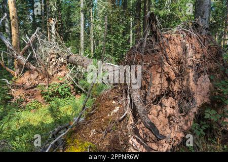 Knorrige Äste und Wurzeln eines umgedrehten Baumes. Stockfoto