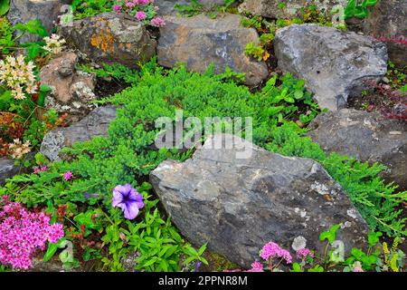 Zwerg Japanische Wacholderfische (Juniperus horizontalis) aus der Nähe und verschiedene Arten von Sedum auf alpinen Rutschen zwischen Steinen. Zwergschmuck Stockfoto