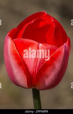 Nahaufnahme einer roten Tulpenblume (tulipa) Stockfoto