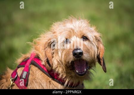 Steirischer Drahthund, Steirische Rauhhaarbracke Stockfoto