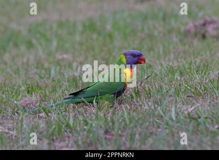 Rainbow Lorikeet (Trichoglossus moluccanus moluccanus) adulte Futtersuche auf dem Boden Südost-Queensland, Australien. März Stockfoto