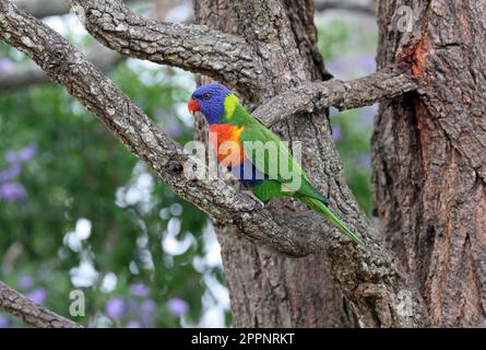 Rainbow Lorikeet (Trichoglossus moluccanus moluccanus), Erwachsener, hoch oben auf dem Zweig Südost-Queensland, Australien. März Stockfoto