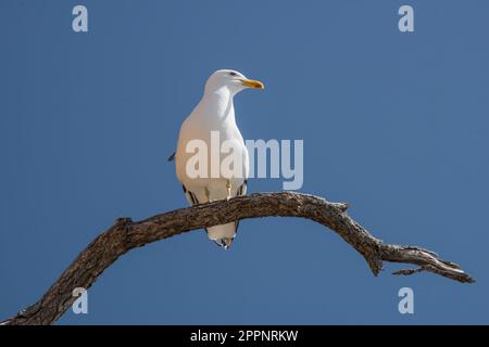 Eine südliche Schwarze Möwe ( larus dominicanus), die auf einem Zweig vor einem blauen Himmel in Neuseeland steht Stockfoto