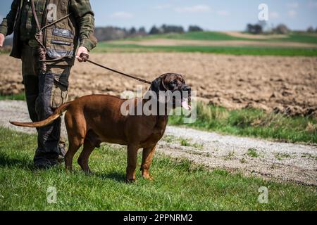 Hannoverhund, Hannoverscher Schweißhund Stockfoto