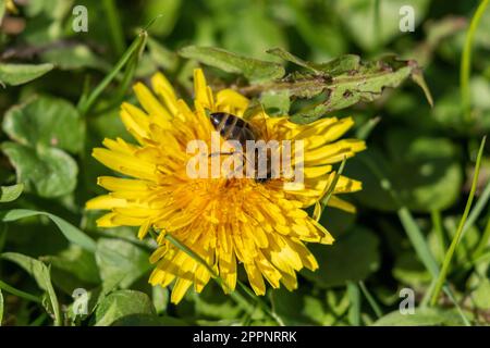 Eine Honigbiene (Honigbiene), die sich von einem Löwenzahn (Taraxacum) ernährt. Löwenzahn ist eine reiche Quelle für Pollen und Nektar. Stockfoto