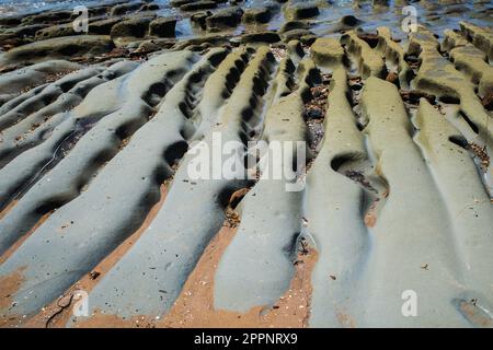 Freiliegendes Grauwachsgestein an einem Stanmore Bay Strand auf der Whangaparaoa Halbinsel, Nordinsel, Neuseeland Stockfoto