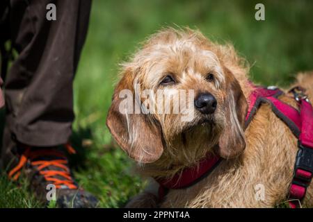 Steirischer Drahthund, Steirische Rauhhaarbracke Stockfoto