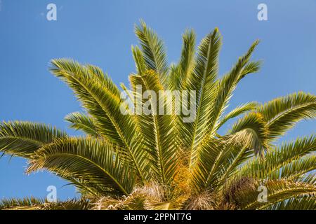 Die Palme hüpft vor einem hellblauen Himmel Stockfoto