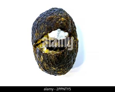 Der Avocado ist verdorben. Verfaulte Avocadofrüchte auf weißem Hintergrund Stockfoto