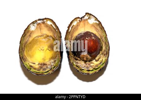 Verdorbener Avocado mit halbiertem Schimmel. Der Avocado ist verdorben. Verfaulte Avocadofrüchte auf weißem Hintergrund. Stockfoto