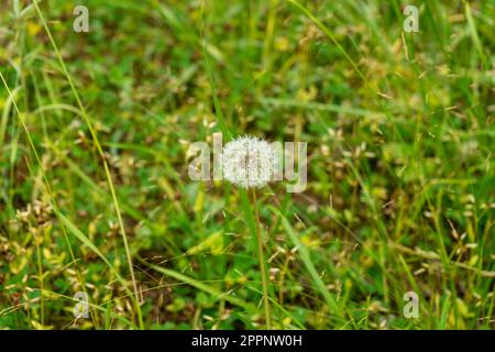Nahaufnahme des verblassten Löwenzahns auf grünem Hintergrund. Taraxacum officinale. Stockfoto