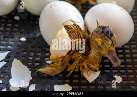Nahaufnahme einer Crack-Ei-Ente vor der Geburt. Der Schlüpfvorgang aus Gänseeiern im Inkubator Stockfoto