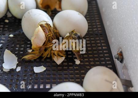 Nahaufnahme einer Crack-Ei-Ente vor der Geburt. Der Schlüpfvorgang aus Gänseeiern im Inkubator Stockfoto
