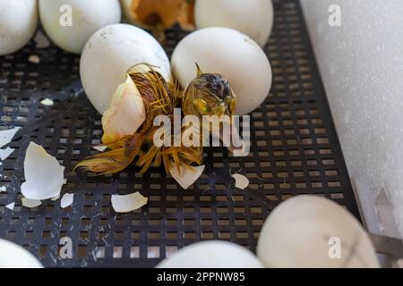 Der Schlüpfvorgang aus Gänseeiern im Inkubator Stockfoto