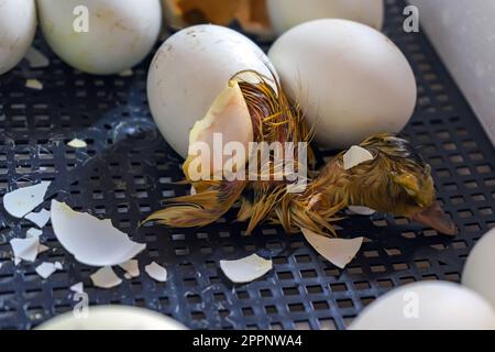Nahaufnahme einer Crack-Ei-Ente vor der Geburt. Der Schlüpfvorgang aus Gänseeiern im Inkubator Stockfoto