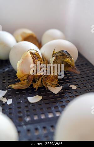 Nahaufnahme einer Crack-Ei-Ente vor der Geburt. Der Schlüpfvorgang aus Gänseeiern im Inkubator Stockfoto