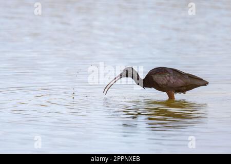 Ein glänzendes Ibis auf der Suche nach Essen im Wasser, sonniger Tag im Frühling in der Camargue (Provence, Frankreich) Stockfoto