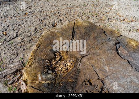 Großer Baumstumpf, alter, verrotteter Stumpf, Draufsicht. Stockfoto