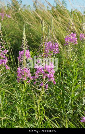 Epilobium angustifolium blüht im Sommer in der Wildnis Stockfoto