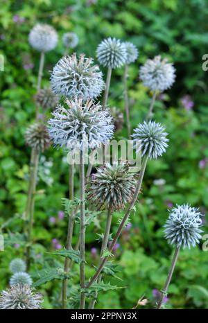 In freier Wildbahn blüht die Honigpflanze echinops sphaerocephalus Stockfoto