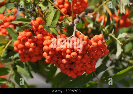 In der Natur auf einem Zweig gewöhnlicher (Sorbus aucuparia) reifer Beeren Stockfoto