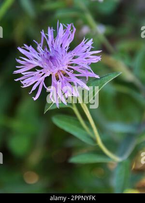 Centaurea Jakea blüht auf der Wiese unter Wildgräsern Stockfoto