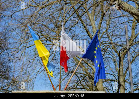 Flaggen der Ukraine, Polens, der Europäischen Union gegen den blauen Himmel und Baumstämme. Stockfoto