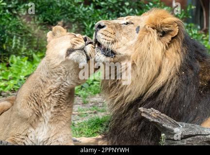 Männliche und weibliche asiatische Löwen (Panthera leo persica), die sich verbinden und Zuneigung zeigen. Stockfoto