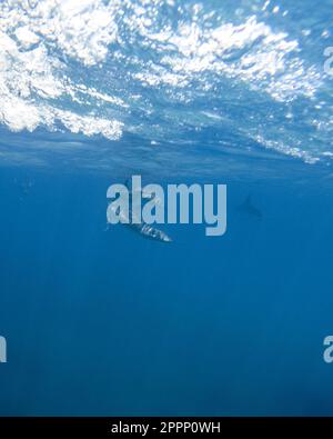 Unterwasseraufnahmen von Delfinen, die vor einem Boot in der Nähe von Kauai, Hawaii, schwimmen. Stockfoto