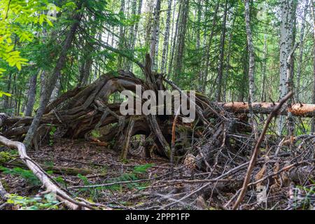Knorrige Äste und Wurzeln eines umgedrehten Baumes. Stockfoto