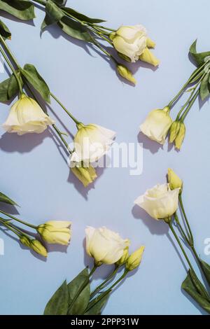 Weiße Eustoma-Blüten auf violettem Hintergrund im Sonnenlicht. Draufsicht, flach liegend Stockfoto