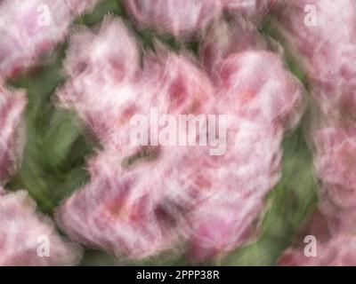 ICM – beabsichtigte Kamerabewegung. Eine traumhafte, absichtlich aus dem Blickwinkel geratene Landschaft mit einer leuchtend rosa Fliederblume im Vordergrund und Pastellfarbe Stockfoto
