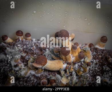 Mexikanische gesunde Psilocybe-Pilze in feuchter Plastikbox auf heißem Brett Stockfoto