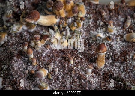 Mexikanische gesunde Psilocybe-Pilze in feuchter Plastikbox auf heißem Brett Stockfoto