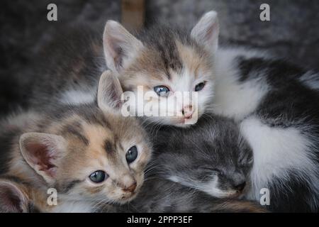 Mehrere Straßenkätzchen schlafen zusammen draußen, Nahporträt. Katzen mit Wunden Augen liegen zusammen und ruhen sich aus. Verlassenes und ungewolltes Haustier Stockfoto