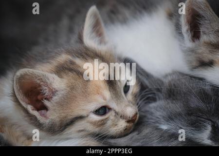 Mehrere Straßenkätzchen schlafen zusammen draußen, Nahporträt. Katzen mit Wunden Augen liegen zusammen und ruhen sich aus. Verlassenes und ungewolltes Haustier Stockfoto