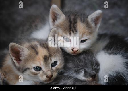 Mehrere Straßenkätzchen schlafen zusammen draußen, Nahporträt. Katzen mit Wunden Augen liegen zusammen und ruhen sich aus. Verlassenes und ungewolltes Haustier Stockfoto