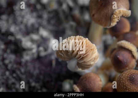 Mexikanische gesunde Psilocybe-Pilze in feuchter Plastikbox auf heißem Brett Stockfoto