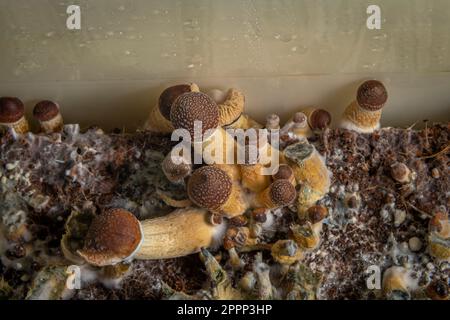 Mexikanische gesunde Psilocybe-Pilze in feuchter Plastikbox auf heißem Brett Stockfoto