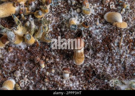 Mexikanische gesunde Psilocybe-Pilze in feuchter Plastikbox auf heißem Brett Stockfoto