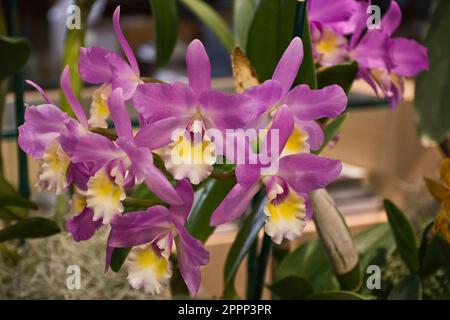 Wunderschöne violette Orchidee mit weißen und gelben Blütenblättern und grünen Blättern Stockfoto