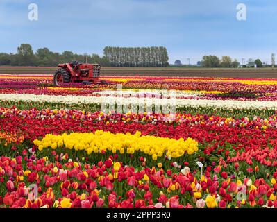 Ein Feld bunter blühender Tulpen in der Nähe von Amsterdam, Holland Stockfoto