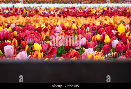 Ein Feld bunter blühender Tulpen in der Nähe von Amsterdam, Holland Stockfoto